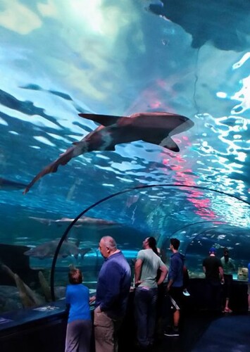 Ripley's Aquarium of Myrtle Beach