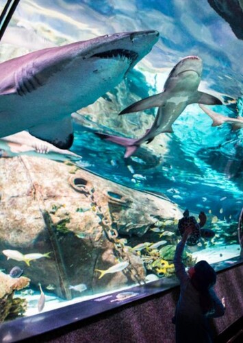 Ripley's Aquarium of the Smokies