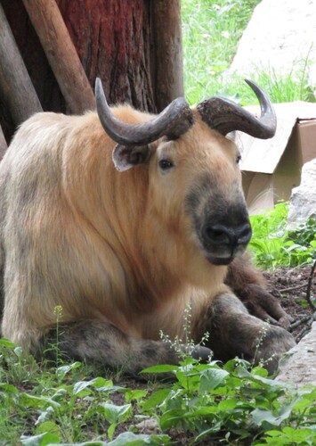 Riverview Park and Zoo