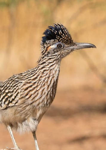 Roadrunner