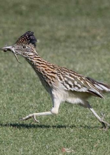Roadrunner