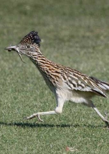 Roadrunner