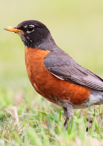 Robin