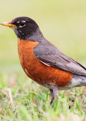 Robin