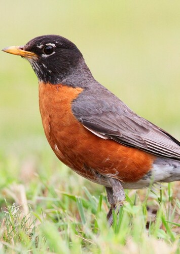 Robin
