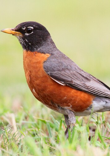 Robin