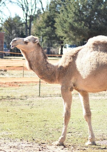Rocky Ridge Drive-Through Safari