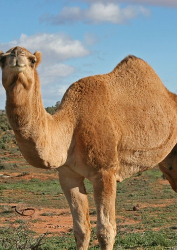 Charlie the Camel