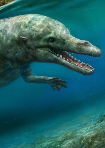 Rodhocetus