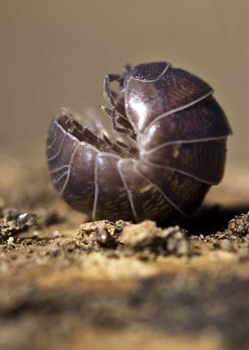 Roly Poly