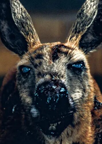 Roo