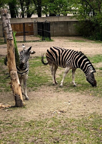 Roosevelt Park Zoo
