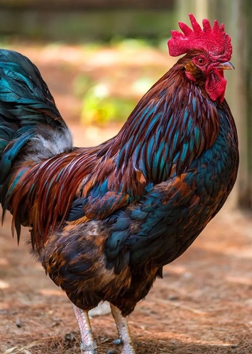 Rooster