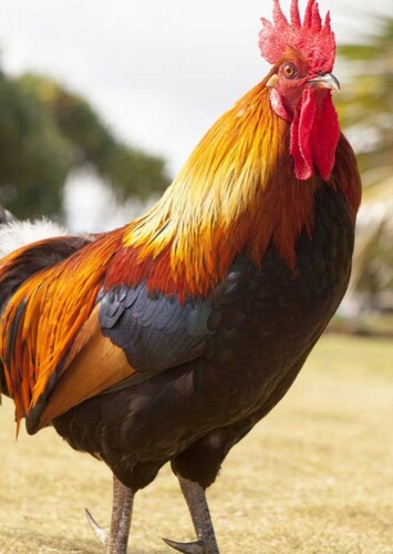 Rooster