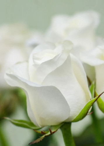 Rose (White)