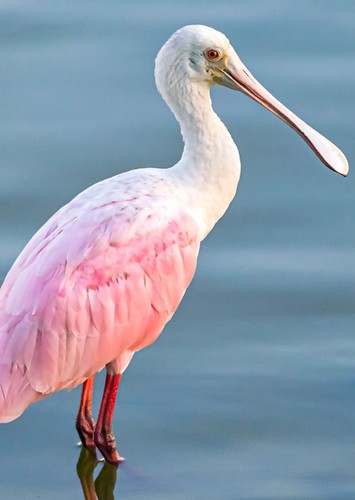 Roseate Spoonbill