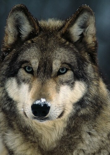 Roxanne Wolf