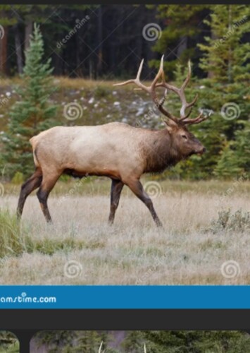 Rudolph the Red-nosed Deer