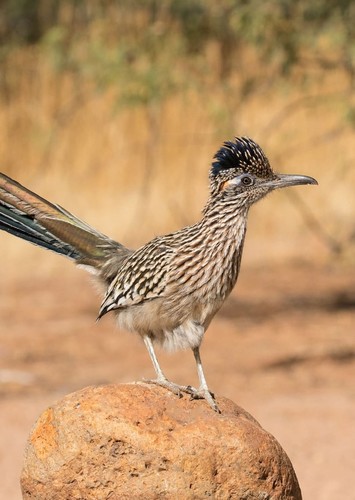 Rudy the Roadrunner talking voice
