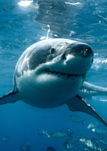 Rufus the Shark