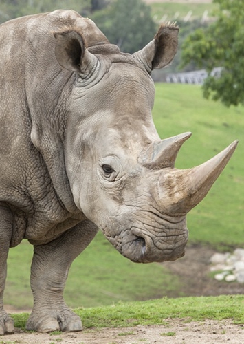 Ryan The Rhino