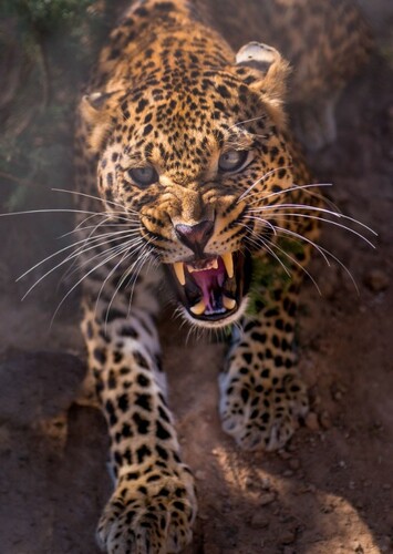 Sabor