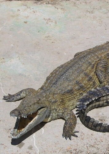Sabrina The Nile Crocodile