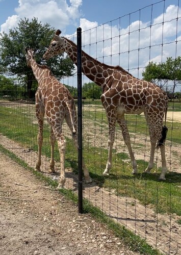 Safari Lake Geneva Fan Casting for If this Animal Species was in this ...