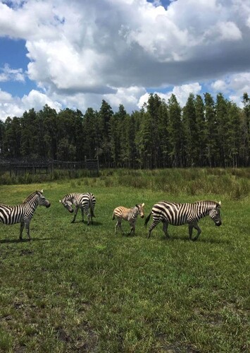 Safari Wilderness