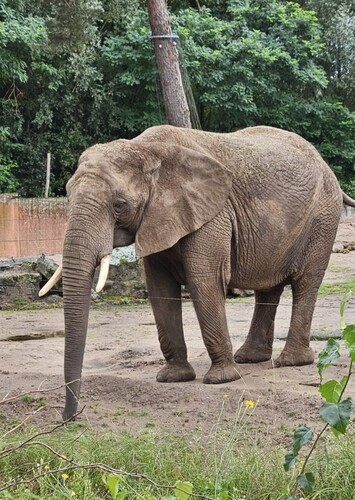 Safaripark Beekse Bergen