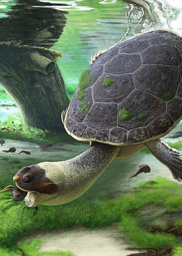 Sahonachelys