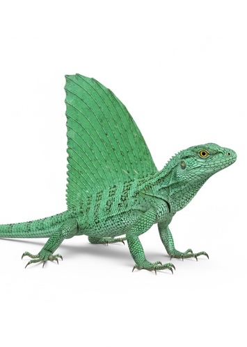 Sail-backed mint green lizard