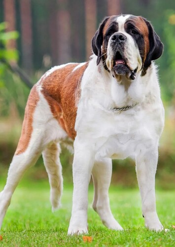 Saint Bernard (dogs)