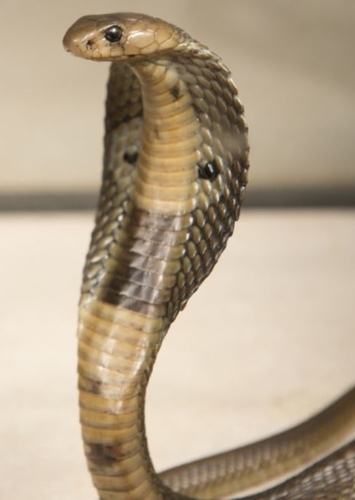 Sally The Snake