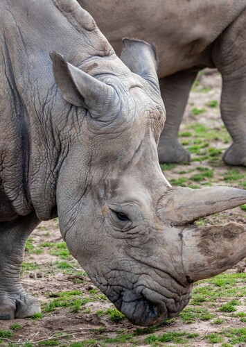 Sally The White Rhinoceros