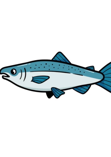 Salmon