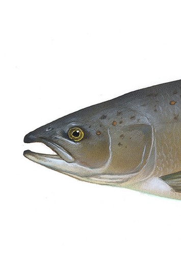 Salmon