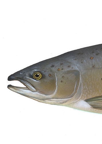 Salmon