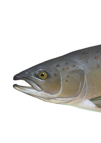 Salmon