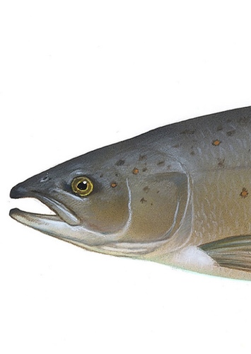 Salmon