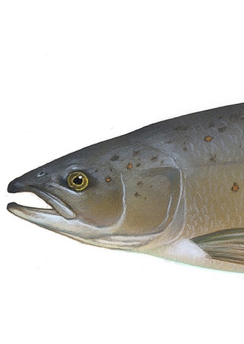 Salmon