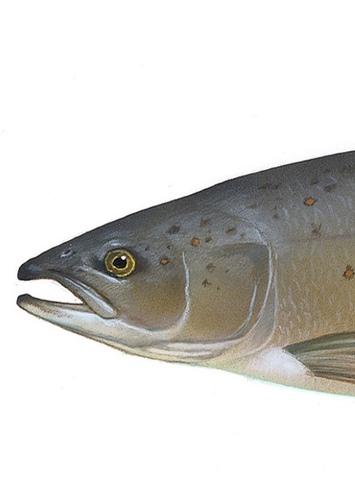 Salmon