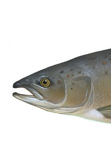 Salmon