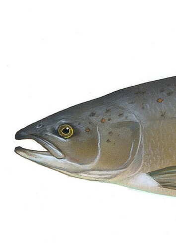 Salmon