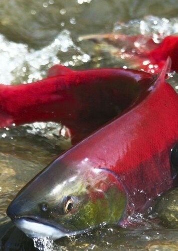 Salmon