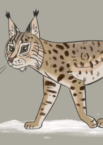 Sam The bobcat