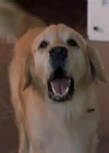 Sammy