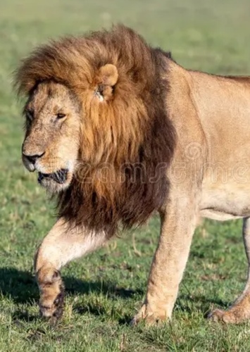Samson’s Father