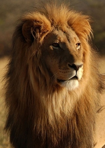 Samson’s Father