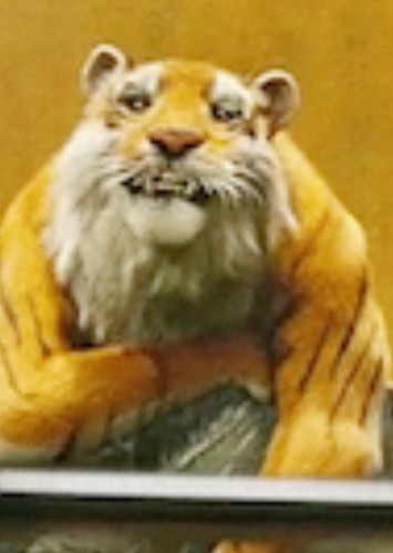 Samson the Tiger